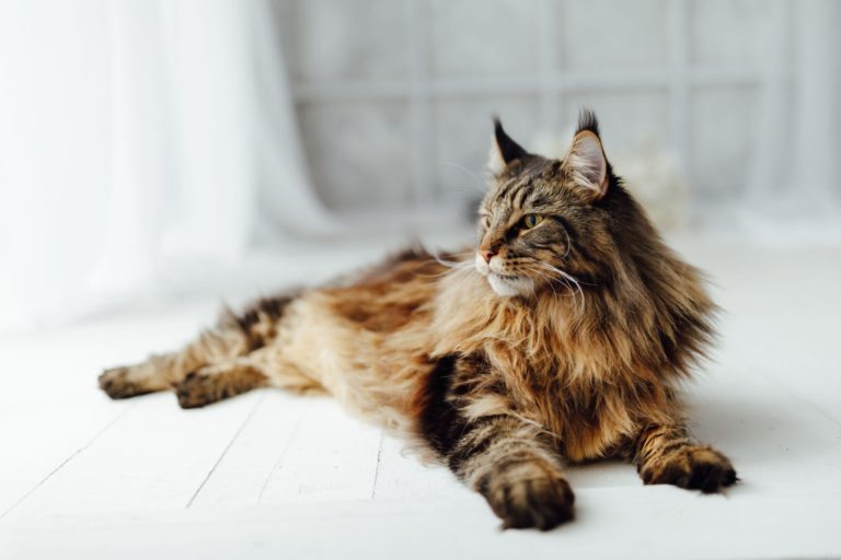 Maine Coons