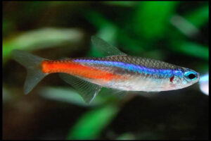 Néon Tetras