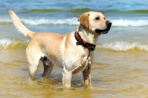 Labrador retriever