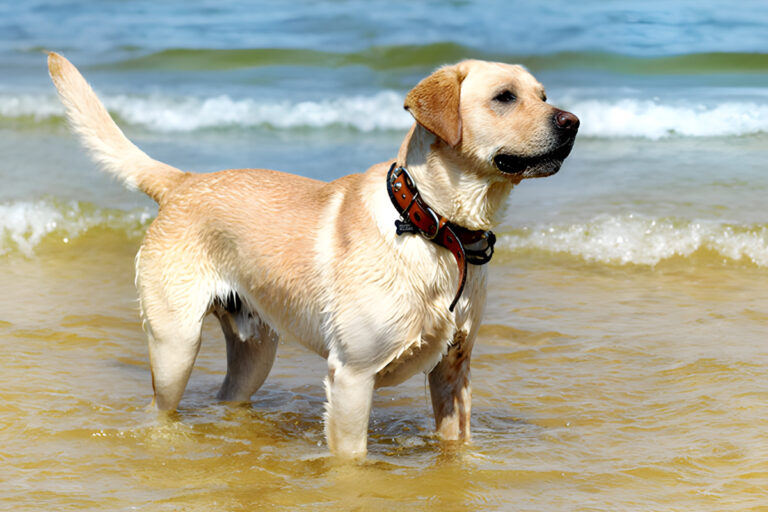 Labrador retriever