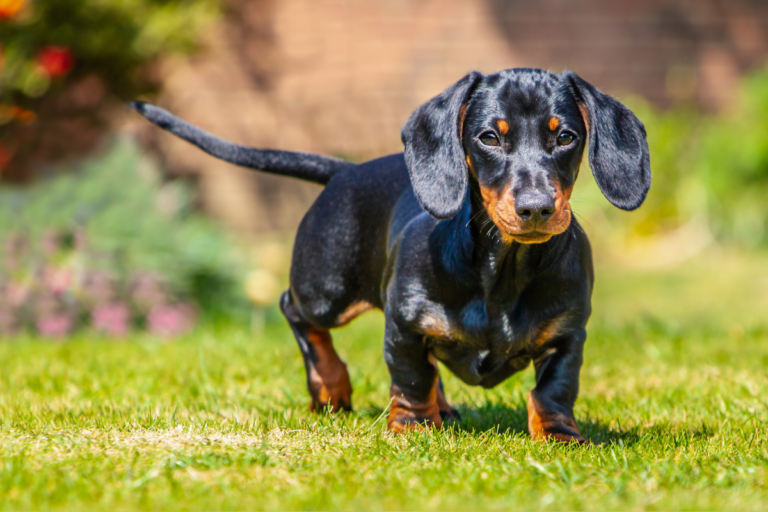 Dachshunds